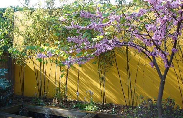 yellow painted rendered wall with cherry blossom in foreground - Carol Whitehead garden design
