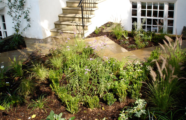 Box hedging parterre in front garden with zig zag path by Carol Whitehead garden design