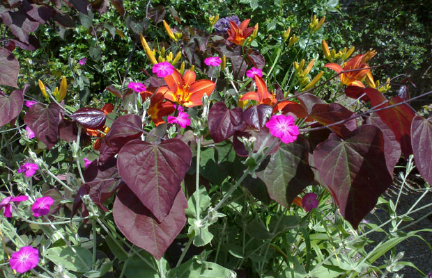 Purple Cercis Forest Pansy, burnt orange Hemerocallis, and magenta Lychnis put on a colourful display - Carol Whitehead garden design