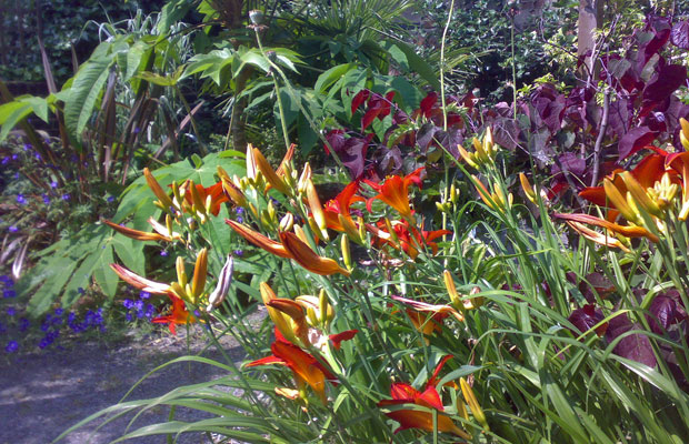 Lush planting of Hemerocallis (day lilies), Tetrapanax and Cercis canadensis Forest Pansy - Carol Whitehead garden design