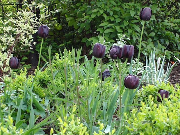 Queen of Night tulips in front garden by Carol Whitehead garden design