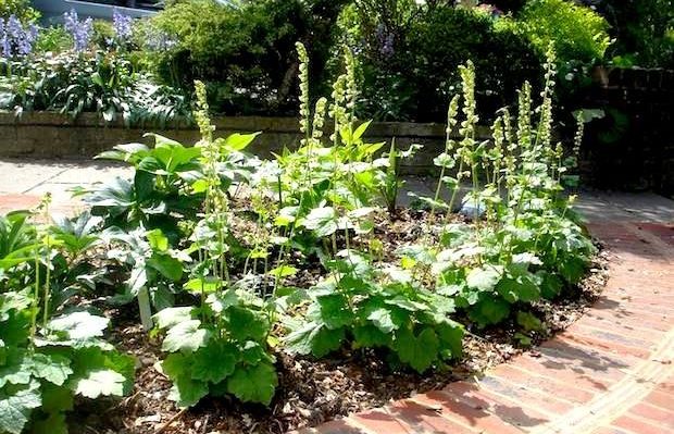 Tellima planted next to path in Highbury art deco style front garden - Carol Whitehead garden design
