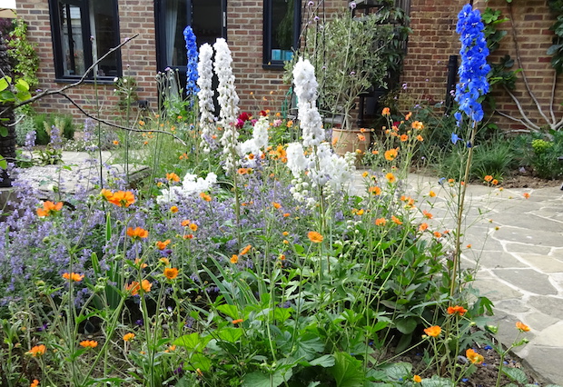 delphiniums and geum planting 
