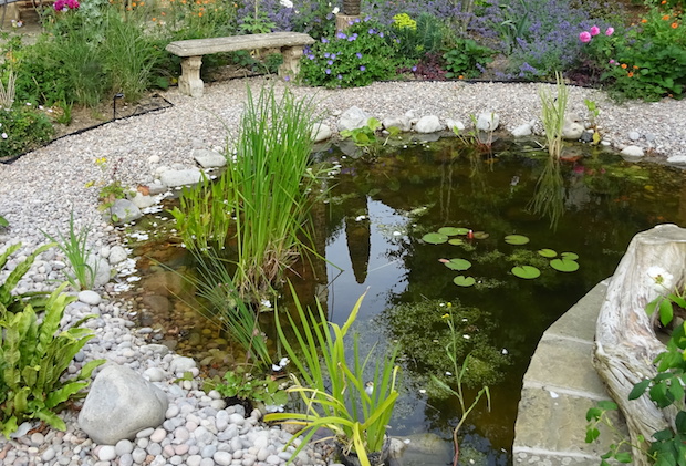 wildlife pond with gravel surround 