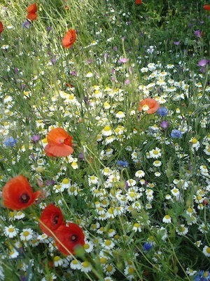 are you nectar rich meadow n1 cornflowers