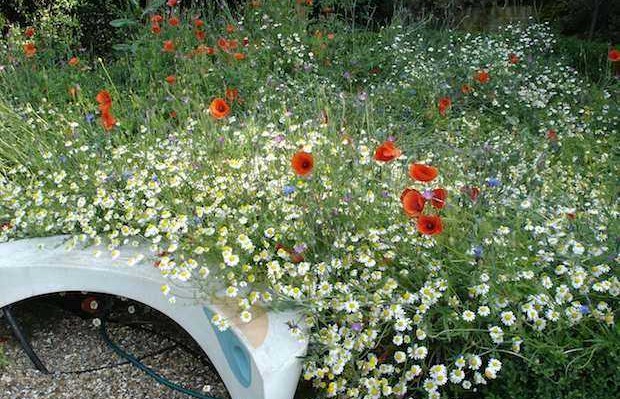 planting tiny meadows: are you nectar rich?