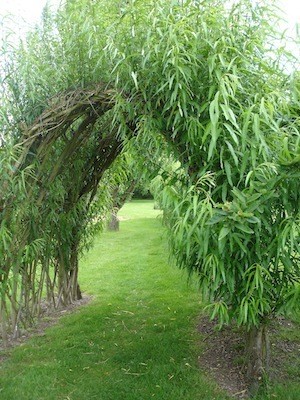 are you nectar rich living willow arch