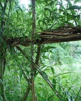 close up of living willow at Ryton Organic HDRC, Coventry