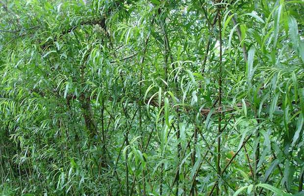 living willow sculpture is a handy B&B for pollinators