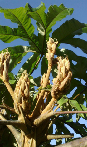 Tetrapanax reaches for the sky in the garden