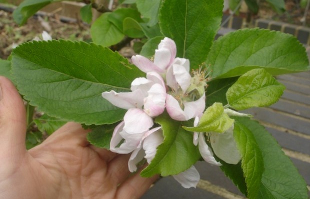 plant nectar rich fruit for our native insects