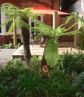 lost island tree fern fronts