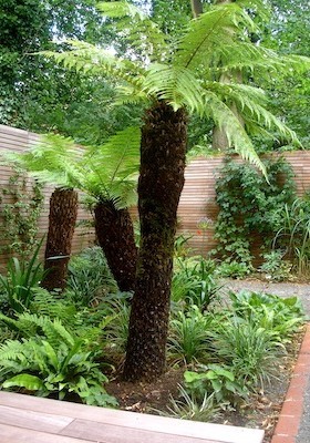 lost island tree fern triplet