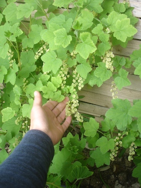 small flowers on red currents on the vine