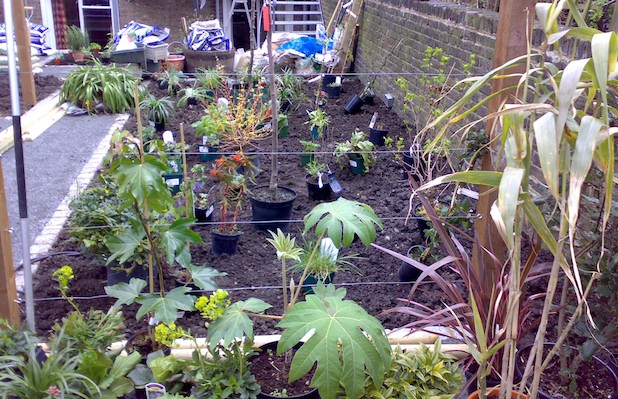 Setting out the plants prior to planting - Carol Whitehead garden design