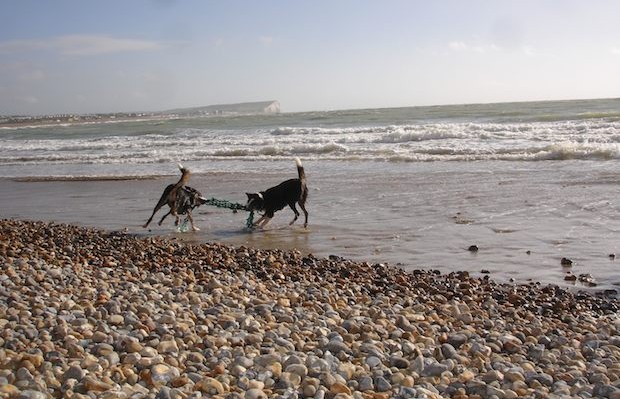 tug of war at the tide mills newhaven