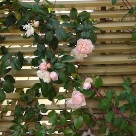 roses and honeysuckle on horizontal blind screen