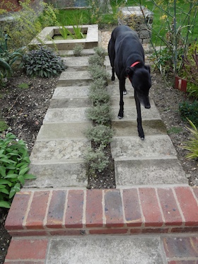 black greyhound on recycled herb path