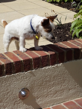 creature-comforts-jack-russell