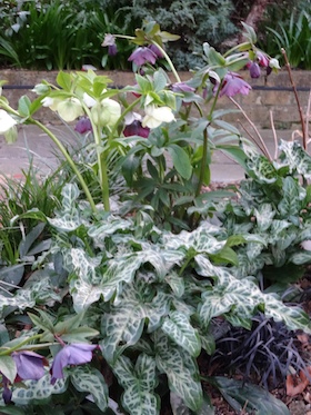 hellebores and arums