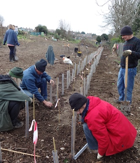 big-lottery-wilderness-project-hedgeplanting