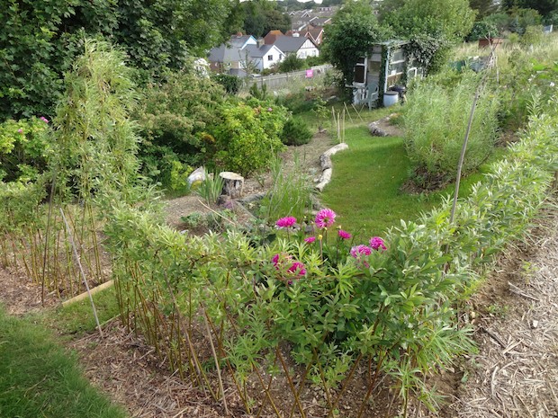 a living willow garden at seaford allotments