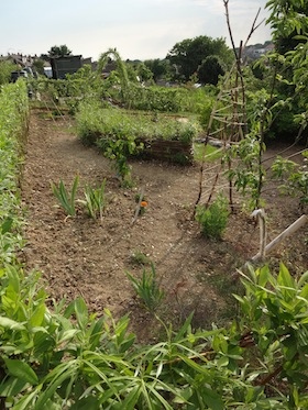 Living willow garden at the seaford allotments enclosure arch and seat