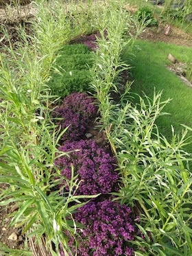 A living willow garden at the seaford allotments seat planted with herbs