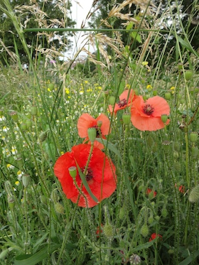 wild flower meadow carol whitehead garden design