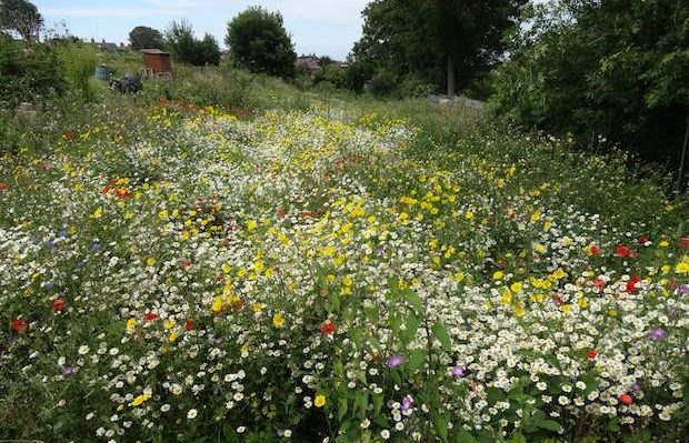 wild flower meadow