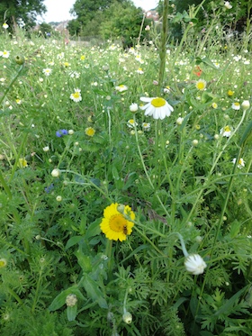 wild flower meadow seaford allotments carol whitehead garden design