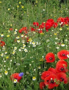 wild flower meadow carol whitehead garden design sussex