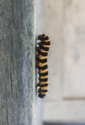 cinnabar moth caterpillar pollinator for wildlife garden