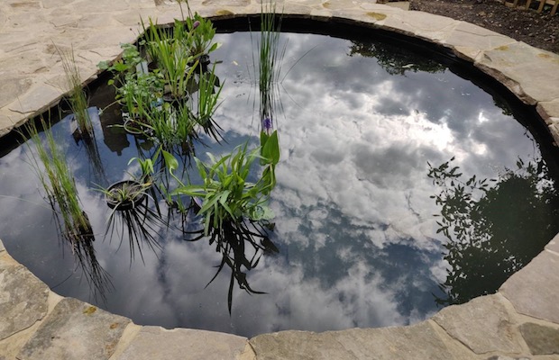 wildlife ponds in small gardens