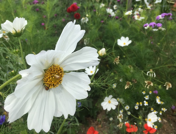 planting for pollinators