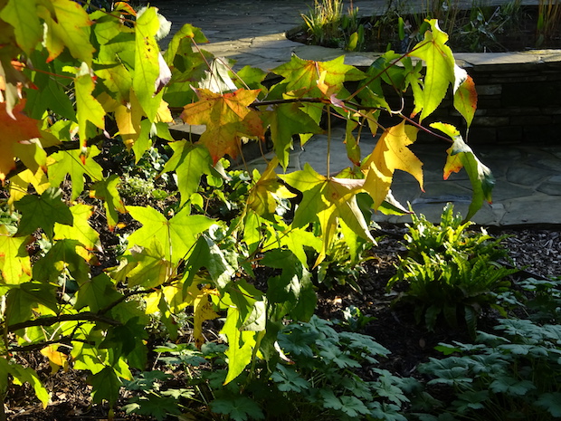 liquidambar autumn leaves