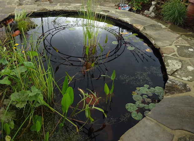 reflections on circular pond