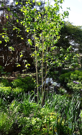 birch tree in woodland planting